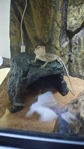 IMG_20160403_221244165