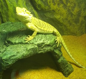 本格的な脱皮をしたようです(フトアゴヒゲトカゲの本格的脱皮)