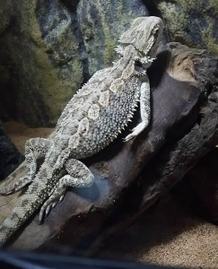 レッドローチ追撃戦(フトアゴヒゲトカゲの食事)