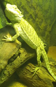 チョロの食べ物(フトアゴヒゲトカゲの食事)