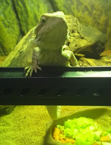 チョロの水浴び大作戦・・・半失敗(フトアゴヒゲトカゲの温浴)