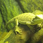 レッドローチ逃走戦(フトアゴヒゲトカゲの食事)