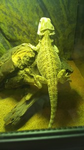 チョロの日光浴(フトアゴヒゲトカゲ日光浴初経験)