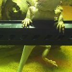 レッドローチ討伐作戦・・・勝利宣言!(フトアゴヒゲトカゲの食事)