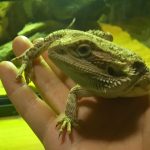 温浴・・・またも失敗(フトアゴヒゲトカゲ温浴に慣れさせるまでの道のり)