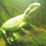 チョロの身体測定(生後3カ月目直前のフトアゴヒゲトカゲの身体状態)