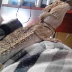 がっつりケージ内掃除(フトアゴヒゲトカゲのケージ内メンテナンス)