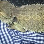 温浴に慣れてきたかもしれないチョロ(フトアゴヒゲトカゲ温浴記録)