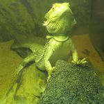 野菜いろいろ挑戦中(フトアゴヒゲトカゲの野菜慣れるぞ大作戦)