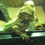 フトアゴフードを食べよう大作戦！！(フトアゴヒゲトカゲのフトアゴフードデビューへの道)