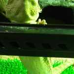 餌箱はトイレじゃないよ(フトアゴヒゲトカゲのトイレ事情)