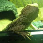 肘をかけるチョロ(フトアゴヒゲトカゲの日常)