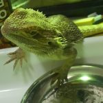 フトアゴヒゲトカゲフードに食いついたチョロ(フトアゴフードへの餌付け)