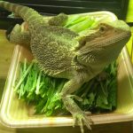 今日は超糞日(フトアゴヒゲトカゲの便通事情)