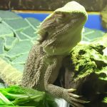 ケージくらい問題解決!!(フトアゴヒゲトカゲのケージバージョンアップからの改善)