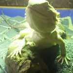 チョロ、走る！！(フトアゴヒゲトカゲのケージ外散歩)