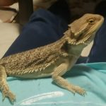 チョロ、下した?(フトアゴヒゲトカゲの下痢?)