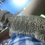 元気に・・・出すよ♪(フトアゴヒゲトカゲのトイレ事情)