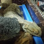 犯人はどこだ!?(フトアゴヒゲトカゲケージ内のにおい問題発生中)