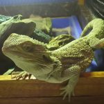 食べるエサの種類を増やしたい!(フトアゴヒゲトカゲのエサ)