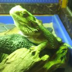 ゼリーを食べていない！！(フトアゴヒゲトカゲのゼリーデビュー失敗)