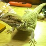 便秘なんてなんのその!!とにかく外でしたい!!(フトアゴヒゲトカゲの便秘)