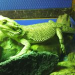 チョロ、流木の上でのほほんとするの巻(フトアゴヒゲトカゲの日常)