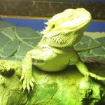 まったりチョロ(フトアゴヒゲトカゲの日常)