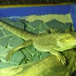 自由トカゲチョロ(フトアゴヒゲトカゲの日常)