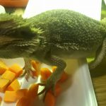 手に乗り暴れる!!(フトアゴヒゲトカゲの腕乗り)