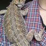 チョロ、再び下す(フトアゴヒゲトカゲの下痢)