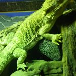 飼い主の手から野菜は食べないぞ(フトアゴヒゲトカゲの食生活)