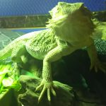 寝る前の運動！(フトアゴヒゲトカゲの運動？)