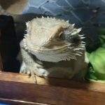 隠して悪巧みをして(フトアゴヒゲトカゲの悪戯?)