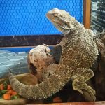 おでこに皮が残ってるよ？(フトアゴヒゲトカゲの脱皮)