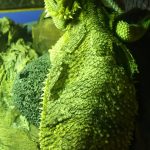 背中割れる！！(フトアゴヒゲトカゲの脱皮)