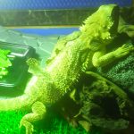 チョロは元気!主人は・・・(フトアゴヒゲトカゲの活動)