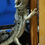 チョロの動画を2本公開！！