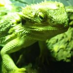 脱皮が終わっていないのに脱皮が始まった件について(フトアゴヒゲトカゲの脱皮)
