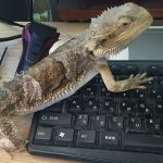 バスキングライトが壊れる事件勃発！(フトアゴヒゲトカゲとバスキングライト)