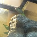 まずは餌付け!!(インドシナウォータードラゴンの餌付け作戦)