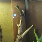 心は許しません!(インドシナウォータードラゴンの餌付け失敗)