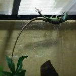 目ヤニ?(インドシナウォータードラゴンの目)