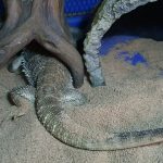 片や暴れ、片や隠れる