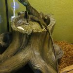 水浴びしてからが本番(インドシナウォータードラゴン餌付けへの道)