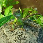 なじみ始めているめかぶ