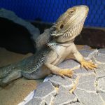 下痢再発してませんか?(フトアゴヒゲトカゲの下痢?アゲイン)