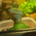 めかぶの動画を撮ることに成功しましたよ！(インドシナウォータードラゴンの日常)