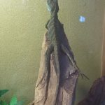 どこかで見たようなまったりモード発動(インドシナウォータードラゴンのリラックス？)