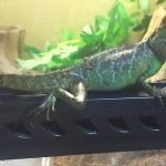 手から食べた!!(インドシナウォータードラゴンが慣れるまで!)